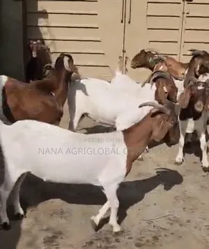Boer Goats