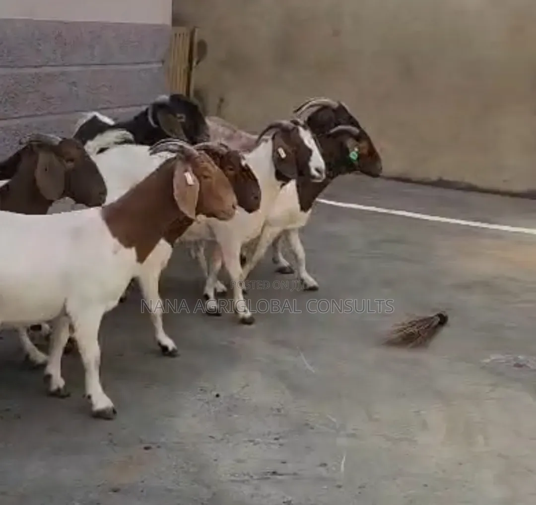 Boer Goats