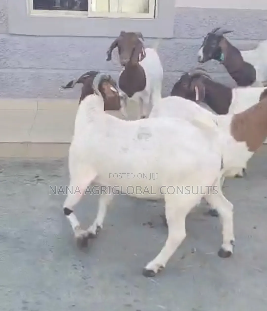 Boer Goats