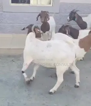 Boer Goats