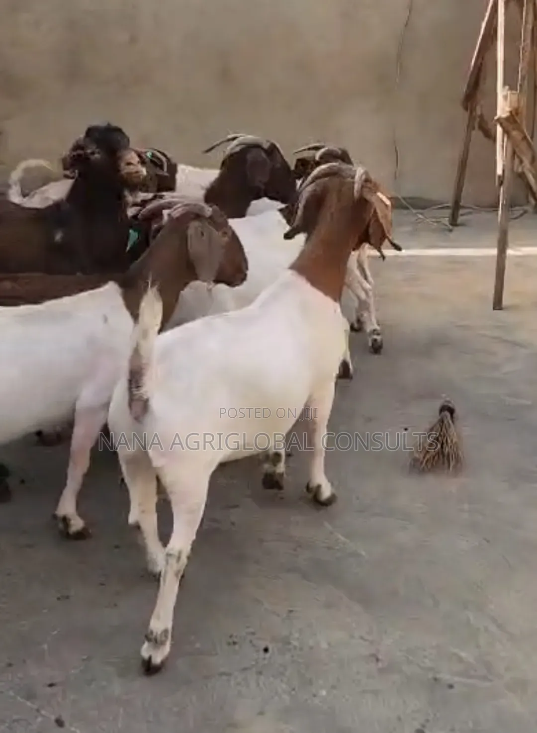 Boer Goats