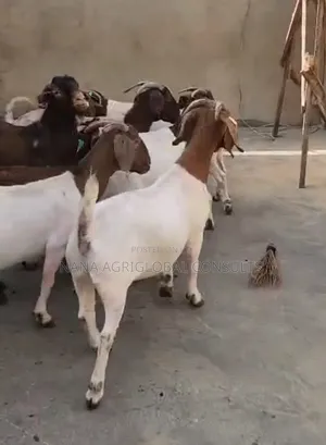 Boer Goats