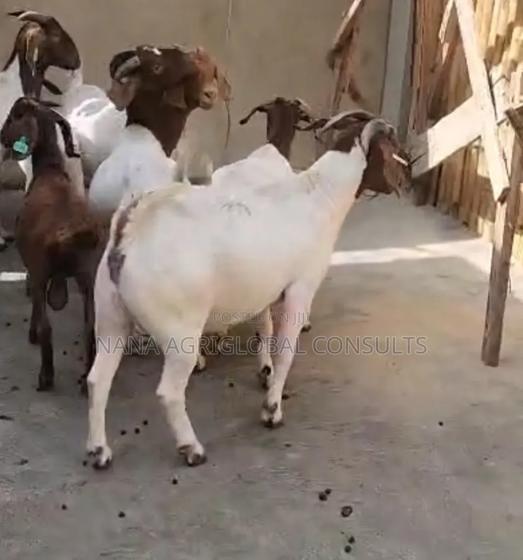 Boer Goats