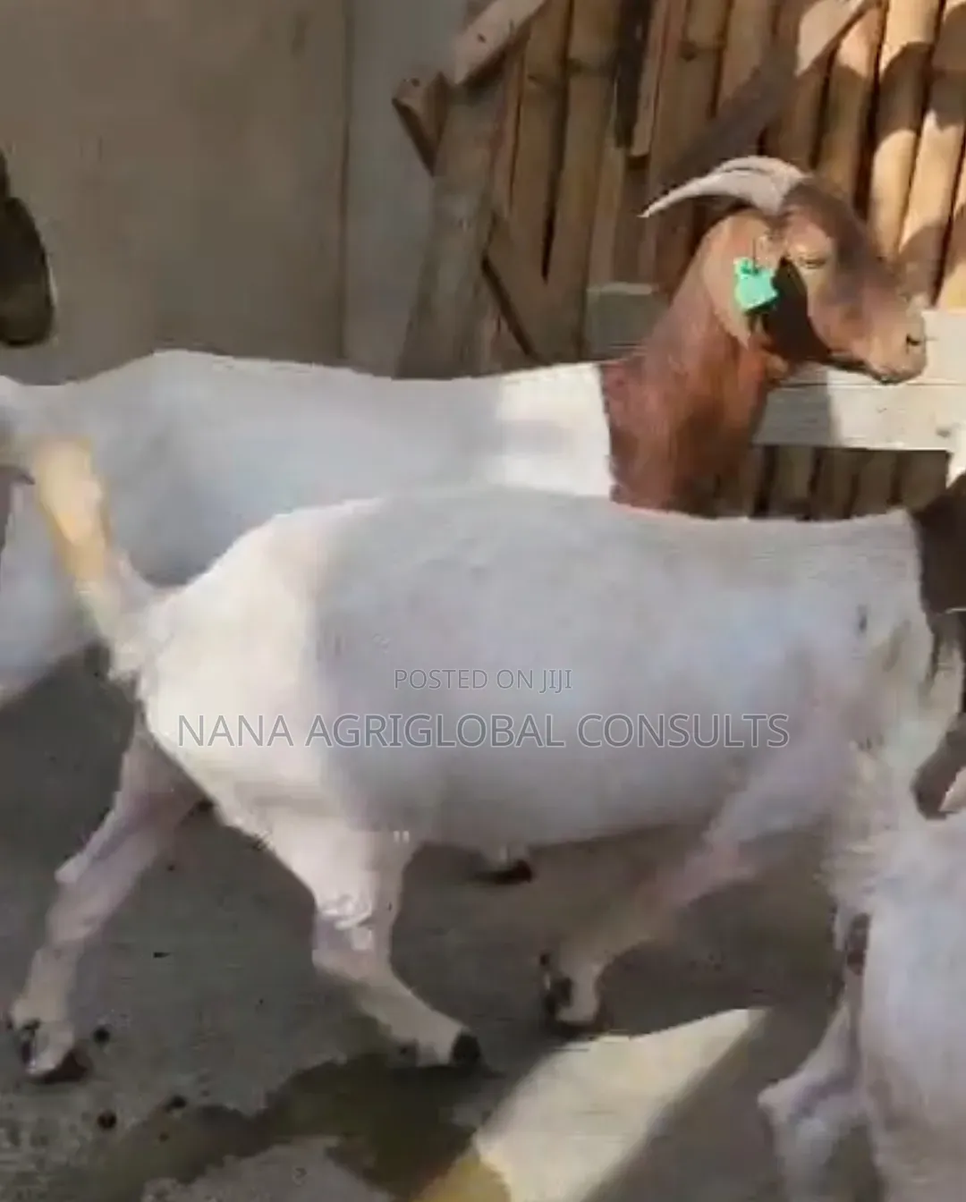 Boer Goats
