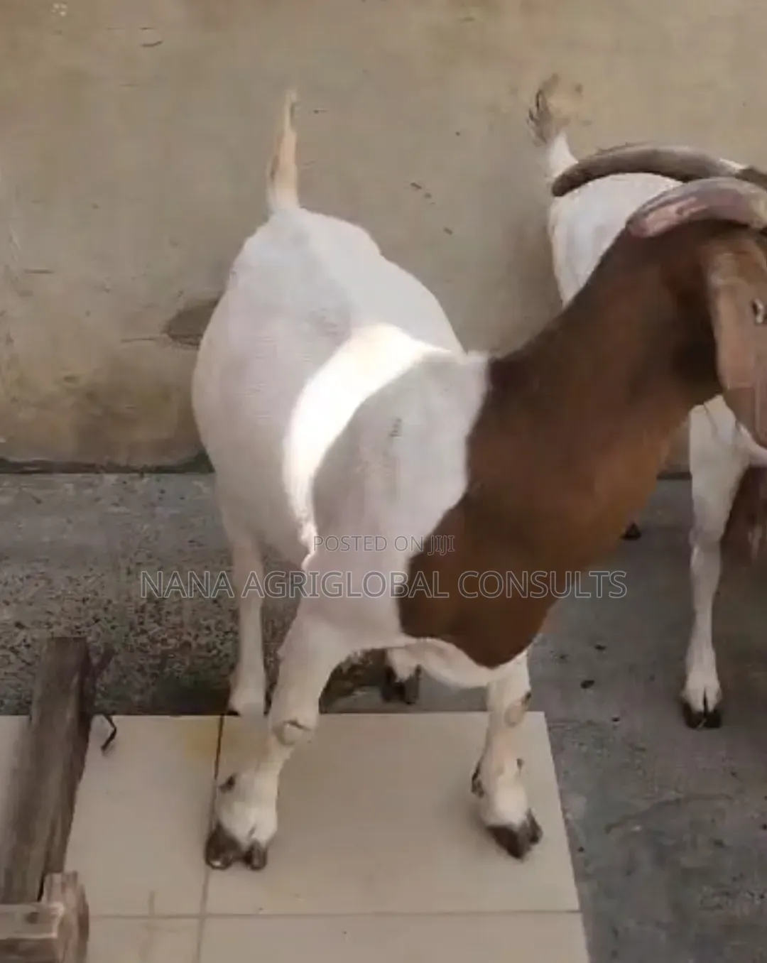 Boer Goats