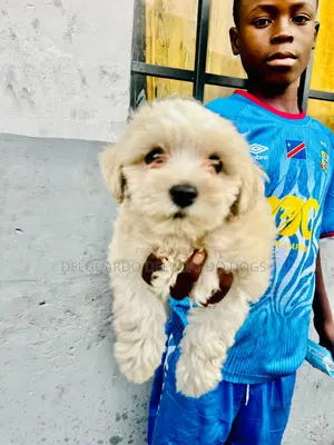 1-3 months Female Purebred Lhasa Apso