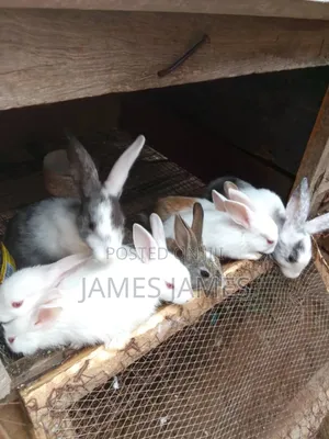 Mr. James Crown