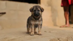 1-3 months Female Purebred German Shepherd
