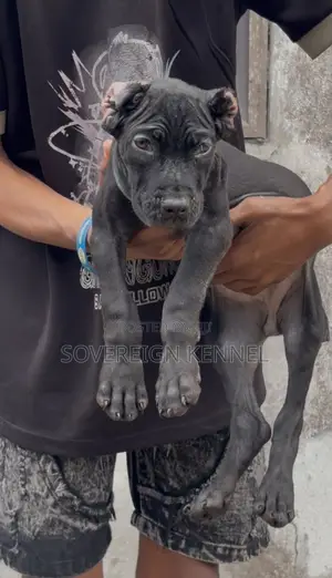 1-3 months Female Purebred Cane Corso