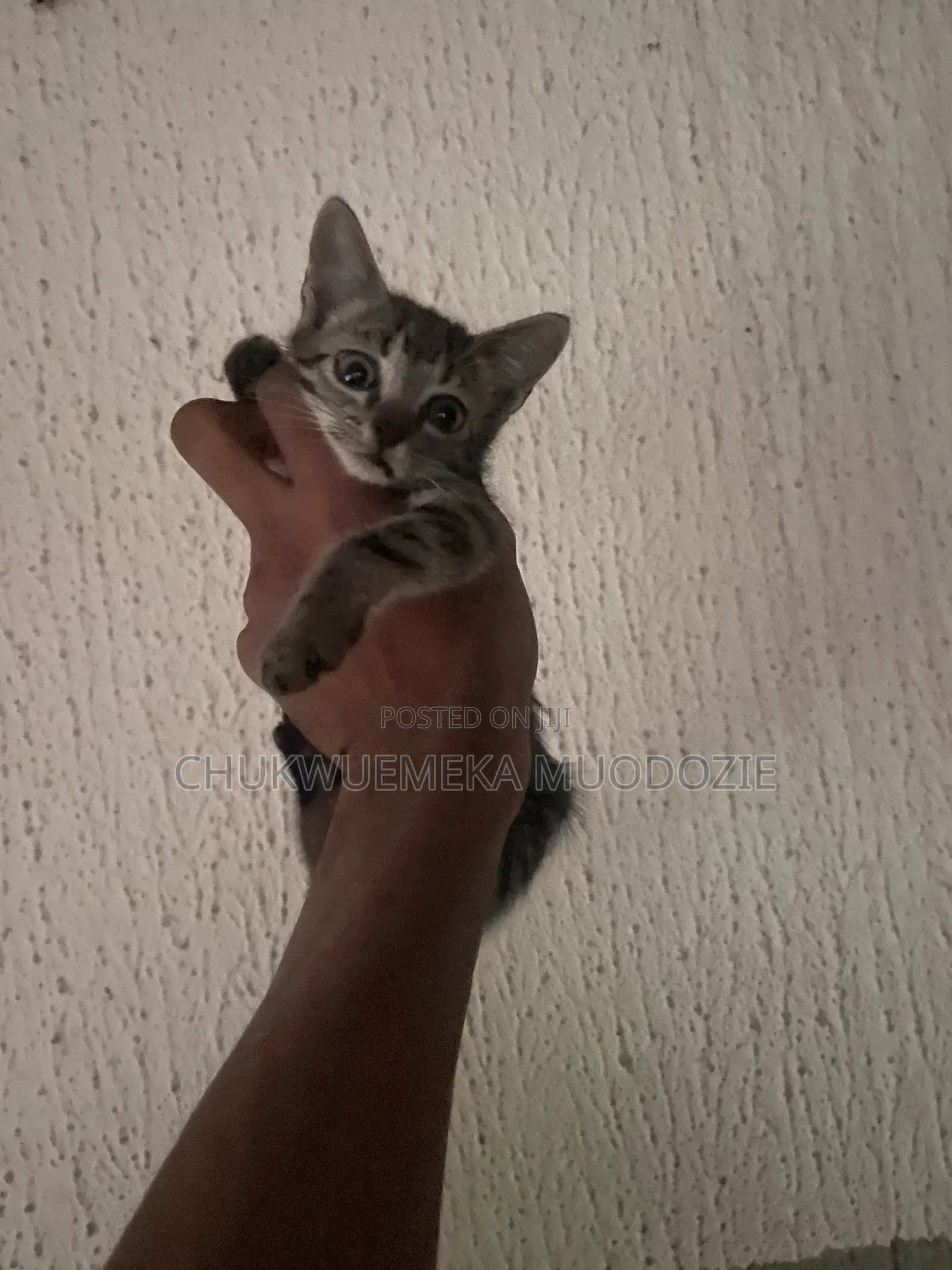 1-3 months Female Mixed Breed American Shorthair