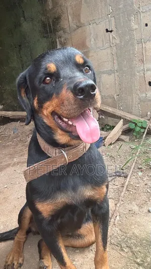 1+ year Female Purebred Rottweiler