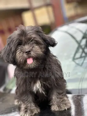 1-3 months Male Purebred Lhasa Apso