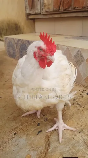 6 to 8 Weeks Broiler Chickens for Sale