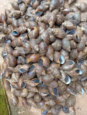Large Size Snails