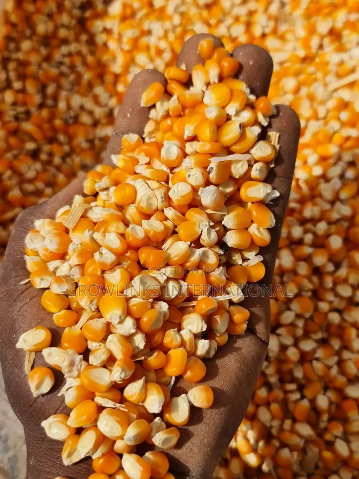 Maize (White Yellow)