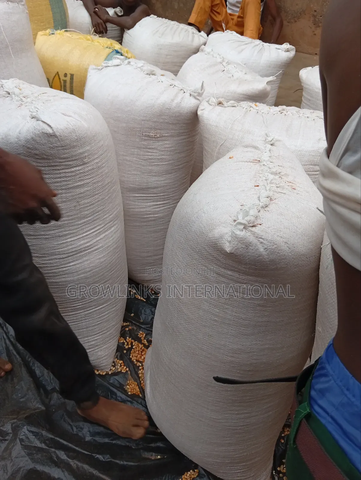 Maize (White Yellow)