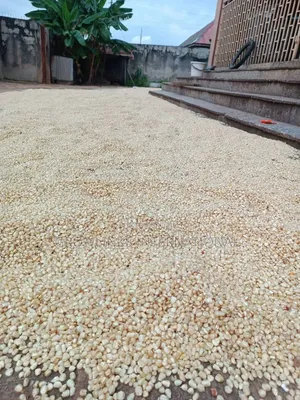 Maize (White Yellow)