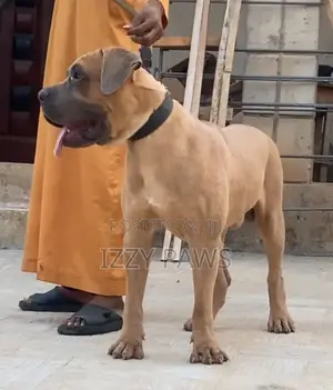 1+ year Male Purebred Boerboel
