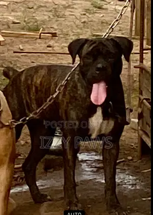 1+ year Female Purebred Boerboel