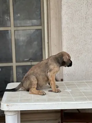 1-3 months Female Purebred Boerboel