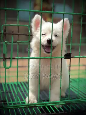 1-3 months Male Purebred American Eskimo