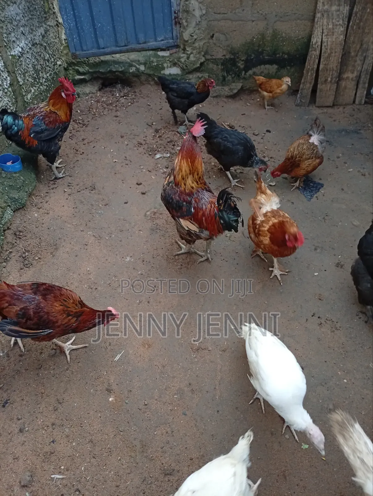 Noilers Chickens