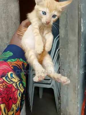 0-1 month Male Purebred British Shorthair