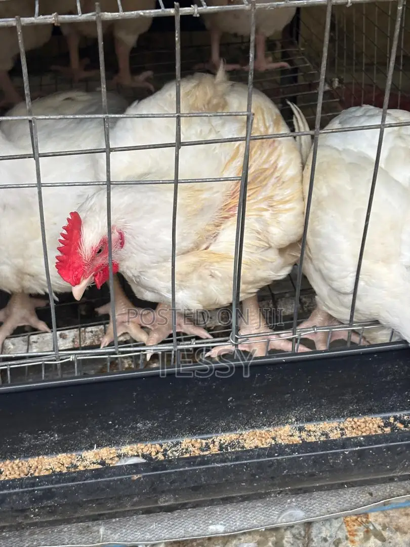 Broiller Chicken
