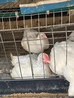 Broiller Chicken