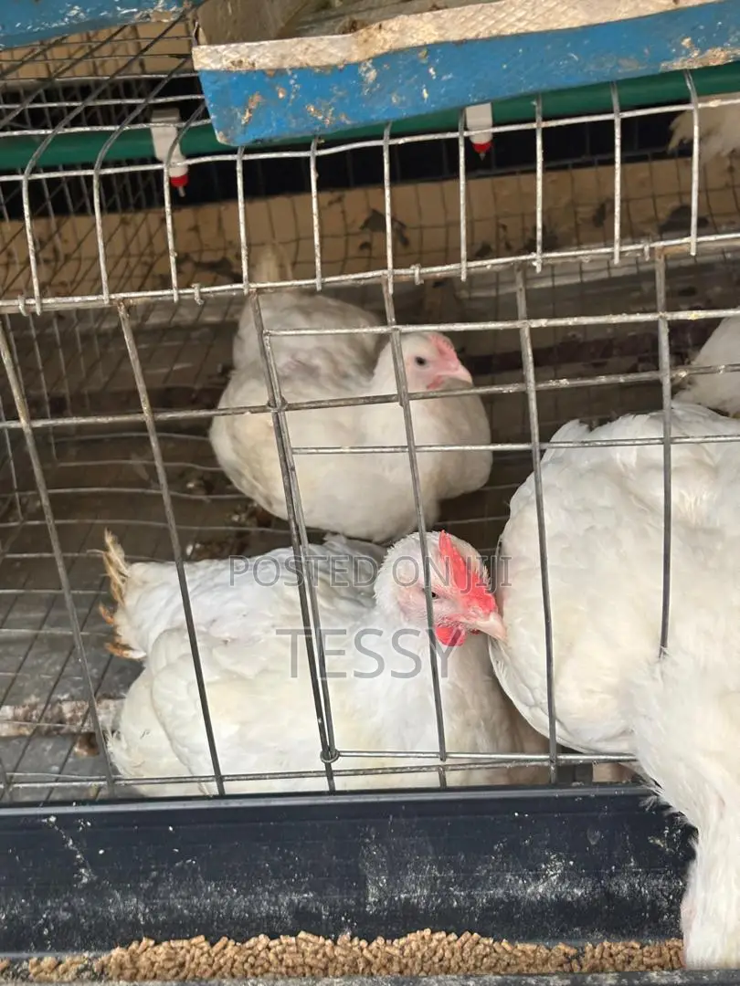Broiller Chicken