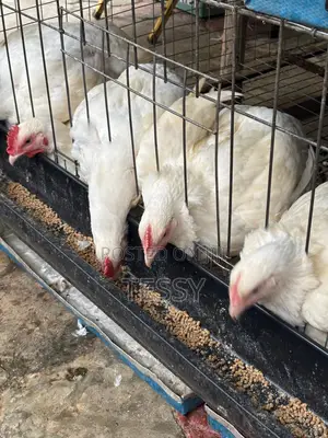 Broiller Chicken