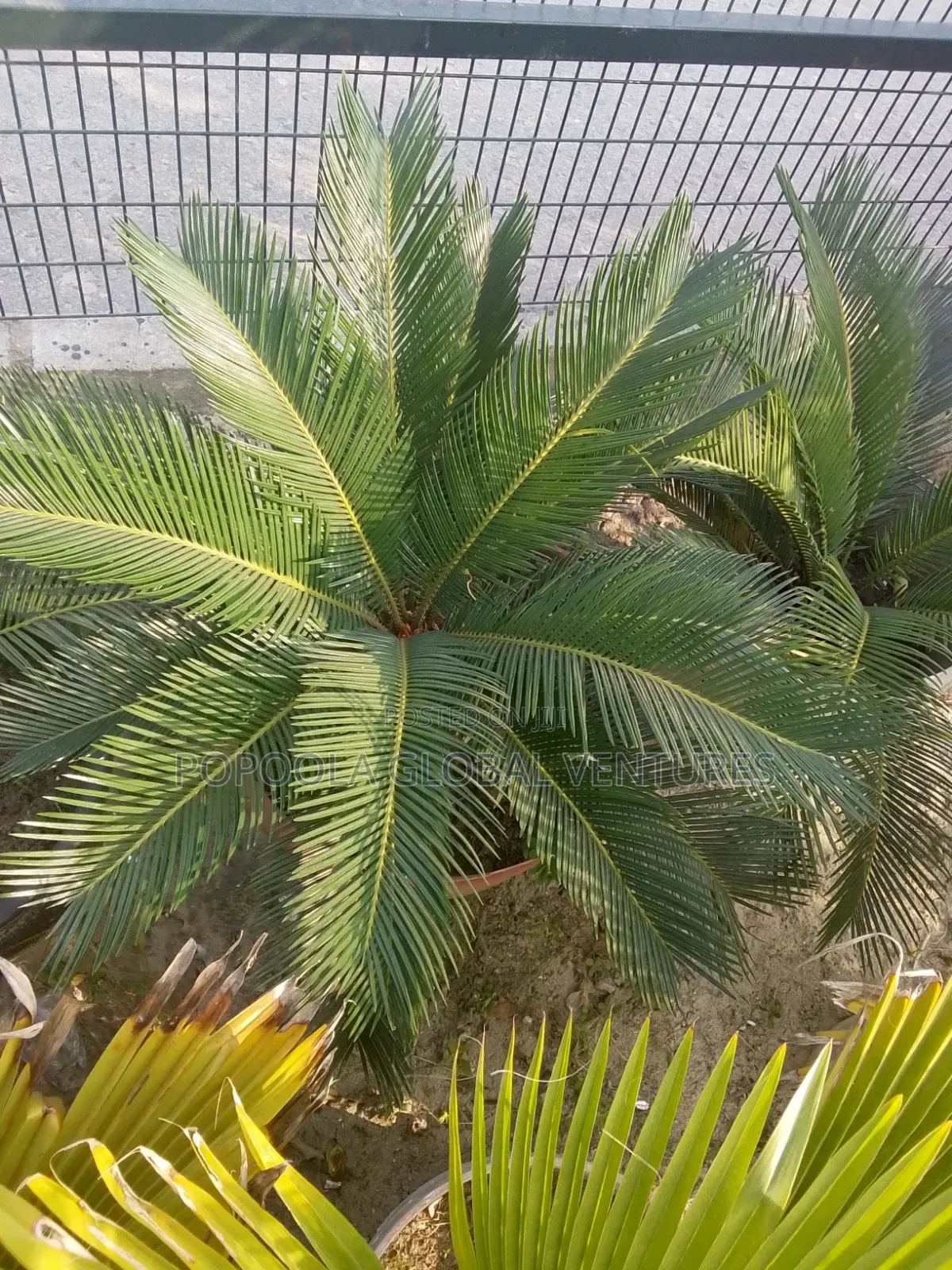 Sago Palm Ornamental Plant