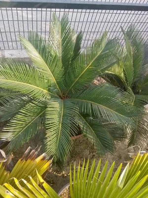 Sago Palm Ornamental Plant