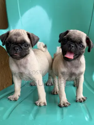 1-3 months Female Purebred Pug