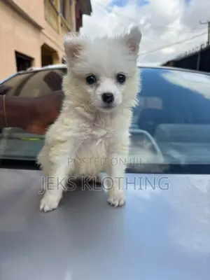 1-3 months Female Purebred American Eskimo