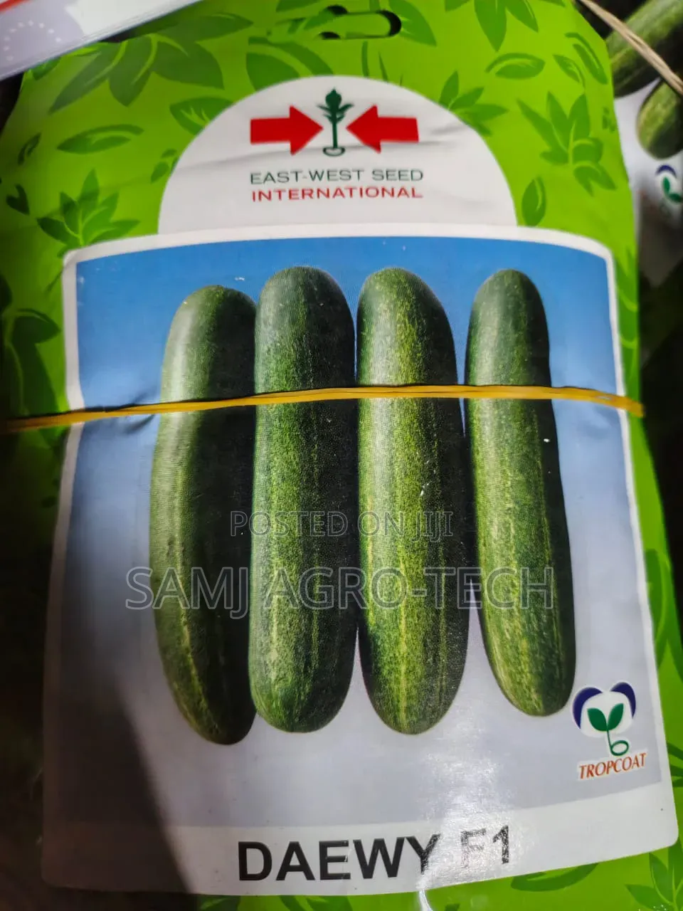 Daewy F1 Cucumber