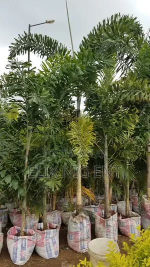 Landscaping Services and Maintenance