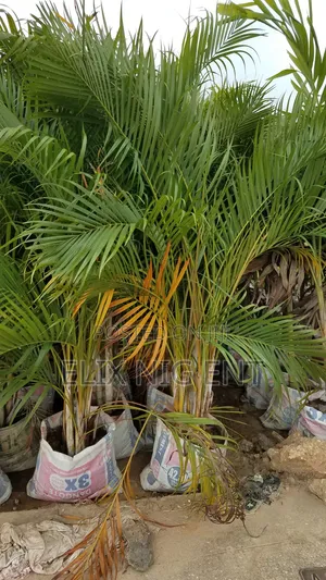 Landscaping,Maintenance,Gardening Services