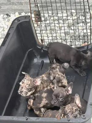 1-3 months Male Purebred French Bulldog