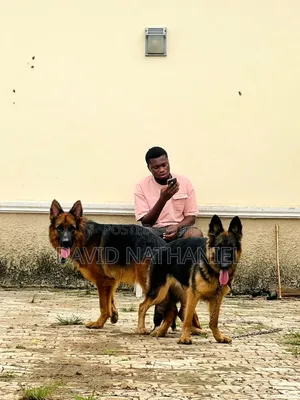 1+ year Male Purebred German Shepherd