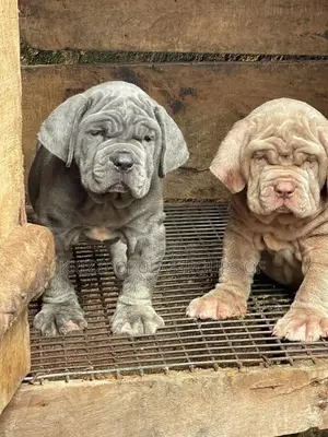 1-3 months Male Purebred Neapolitan Mastiff