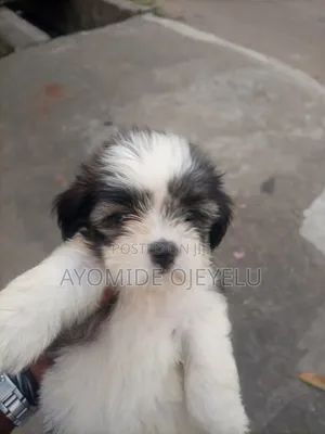 1-3 months Female Purebred Lhasa Apso
