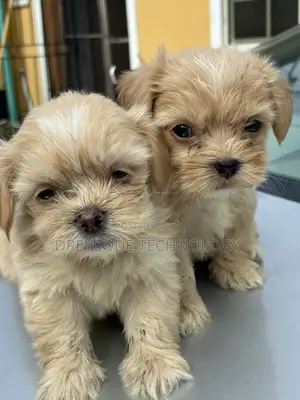 1-3 months Female Purebred Lhasa Apso