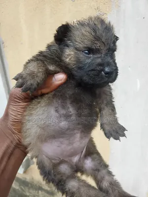 1-3 months Female Purebred Chow Chow
