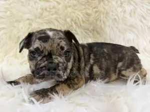 1-3 months Male Purebred French Bulldog