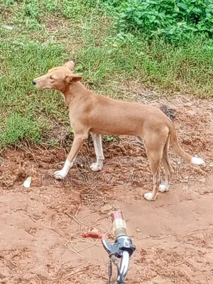 1+ year Male Purebred Basenji