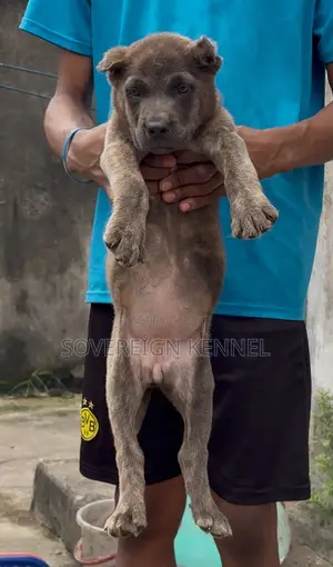 1-3 months Female Purebred Cane Corso