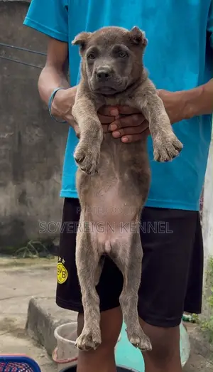 1-3 months Female Purebred Cane Corso