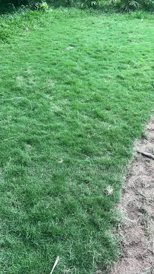 Carpet Grass