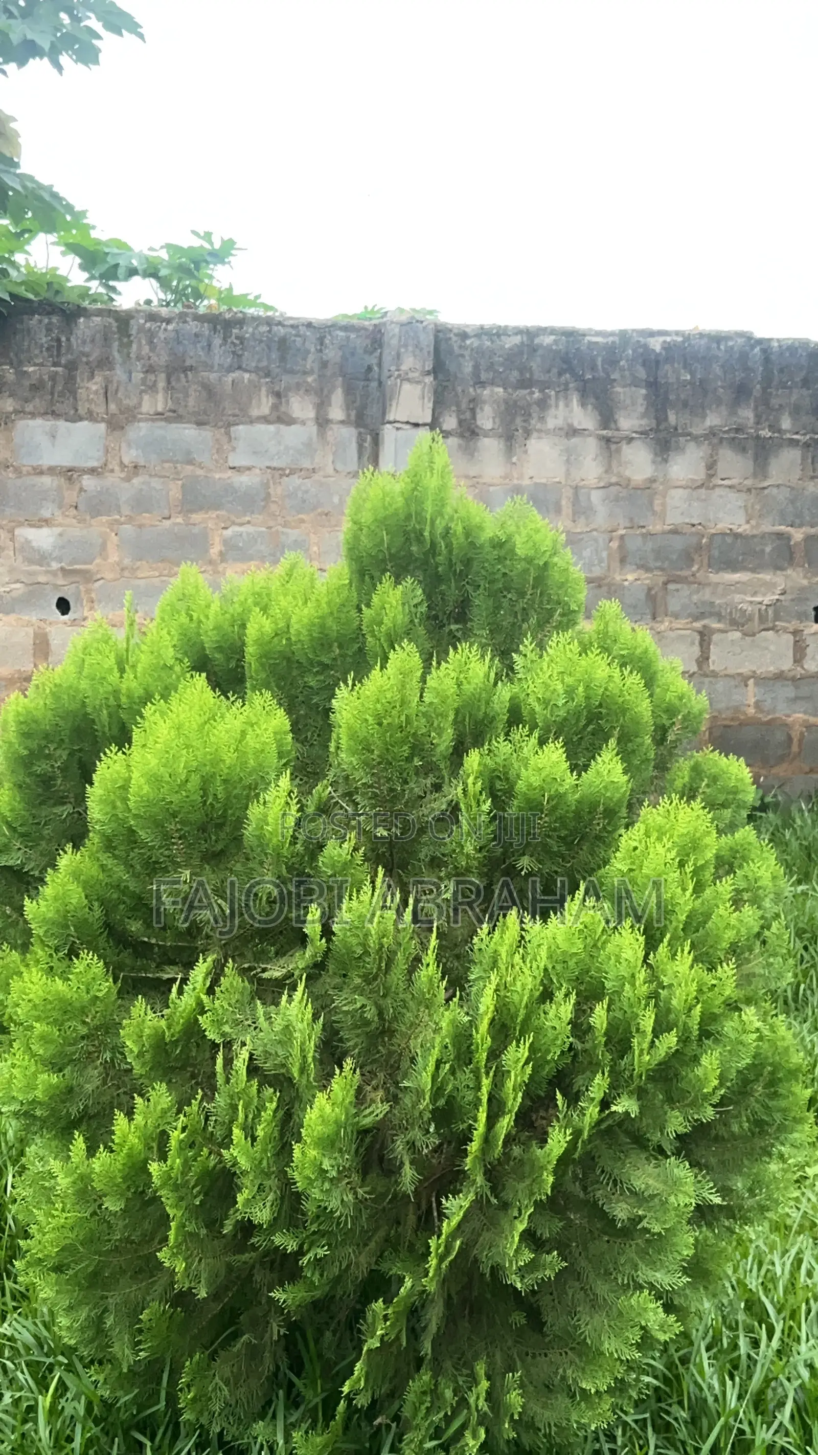 Thuja-Green Cypress)